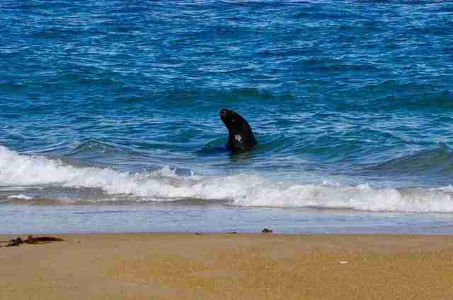 Nouvelle-Zélande-Catlines