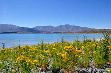 Nouvelle-Zélande-Tekapo
