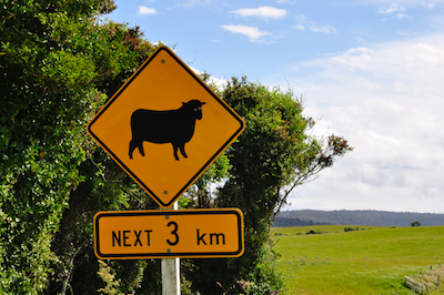 Novel-Zélande-moutons