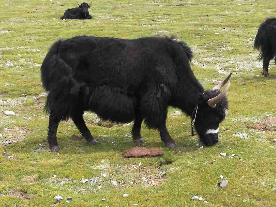 Le yack est l'animal le plus important au Tibet
