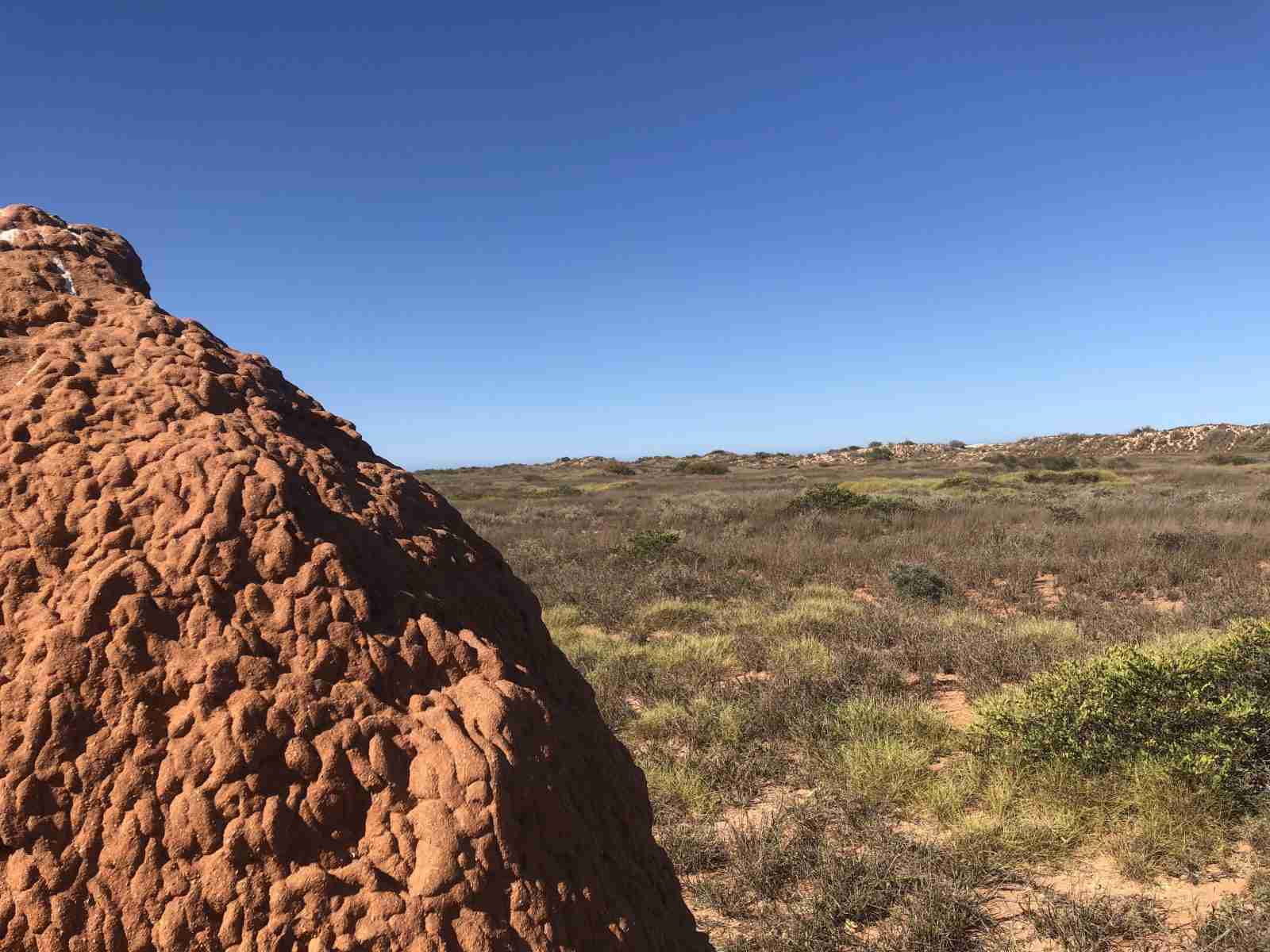 termitière - Voyage en Australie de l'Ouest