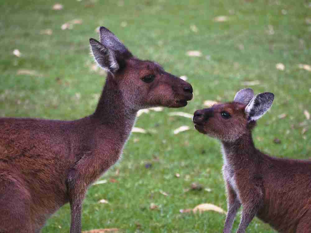 Kangourous-Voyage en Australie de l'Ouest