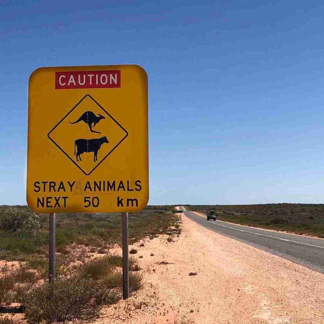 panneau australien attention aux kangourous et animaux sur 50 km et route toute droite