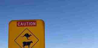 panneau australien attention aux kangourous et animaux sur 50 km et route toute droite