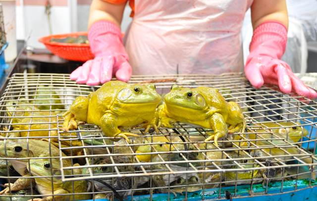 Grosses grenouilles au marché de Chinatown