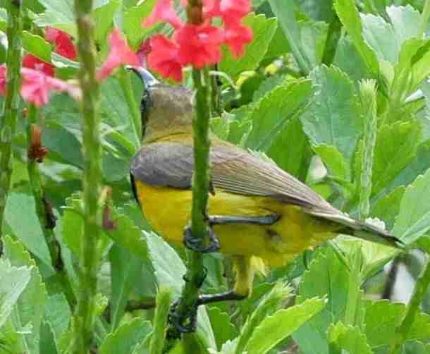 Sunbird-Souimanga Oiseau de Singapour au bec recourbé à ventre jaune et plumage marron.