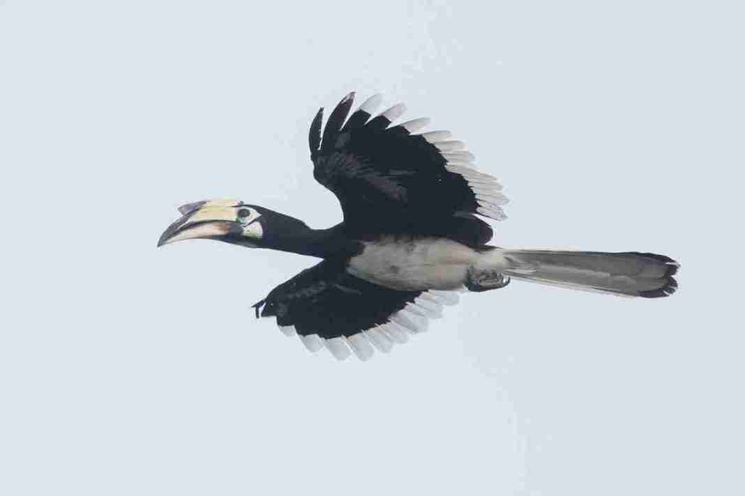 Calao double bec en vol Singapour-Flying Pied Hornbill