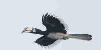 Calao double bec en vol Singapour-Flying Pied Hornbill