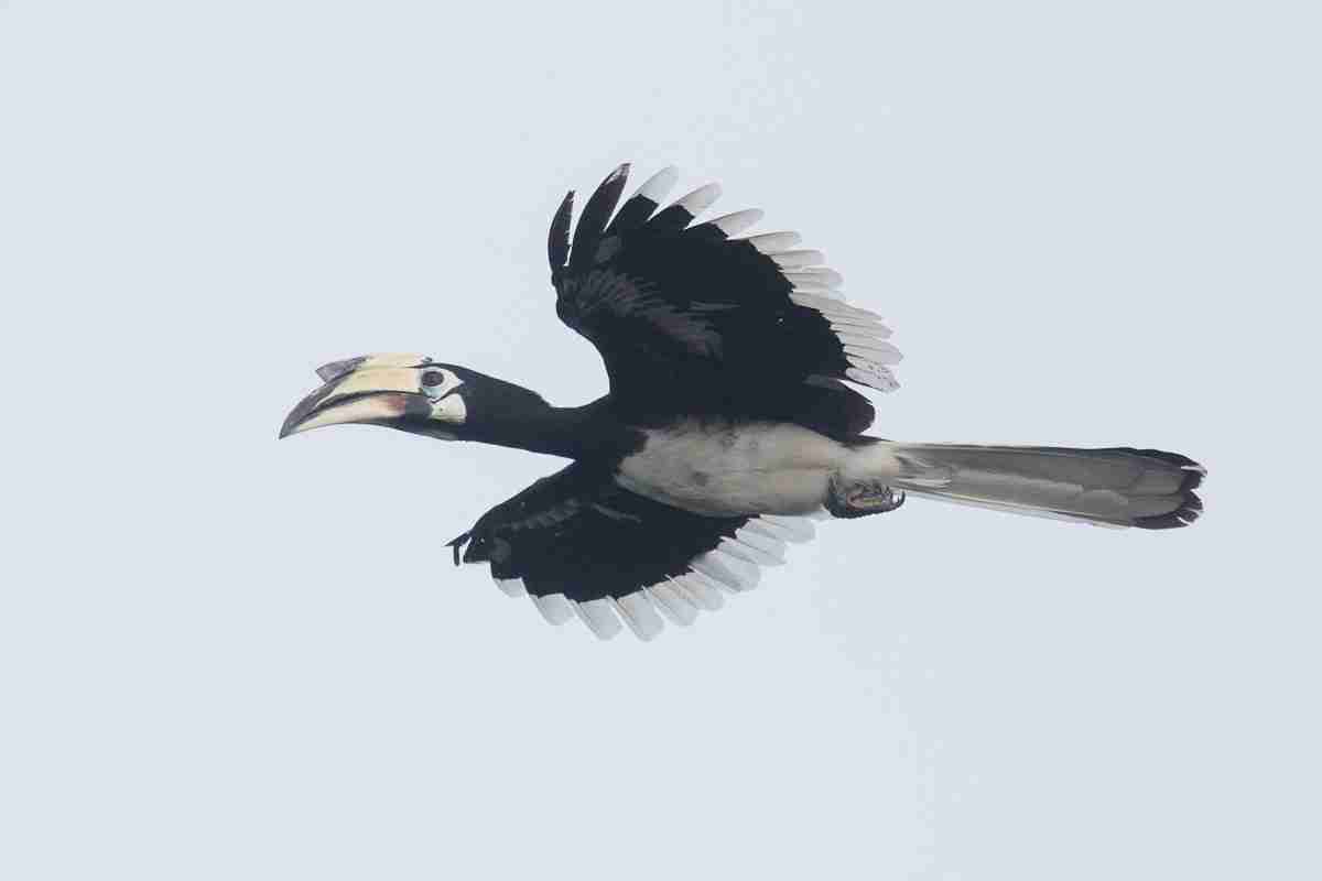 Calao double bec en vol Singapour-Flying Pied Hornbill