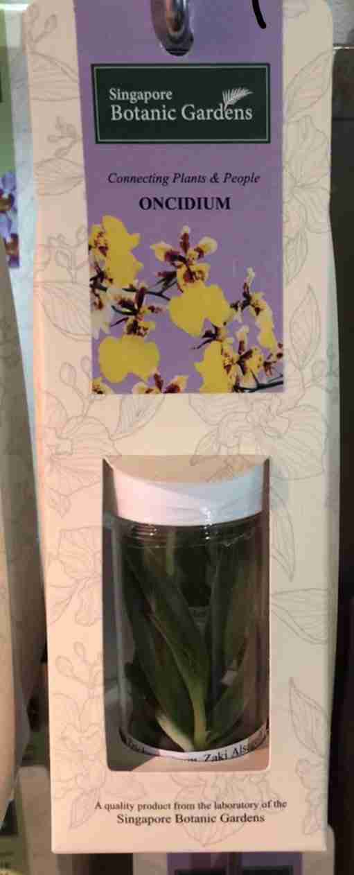 Bouture d orchidée au Botanic Garden- Que rapporter de Singapour