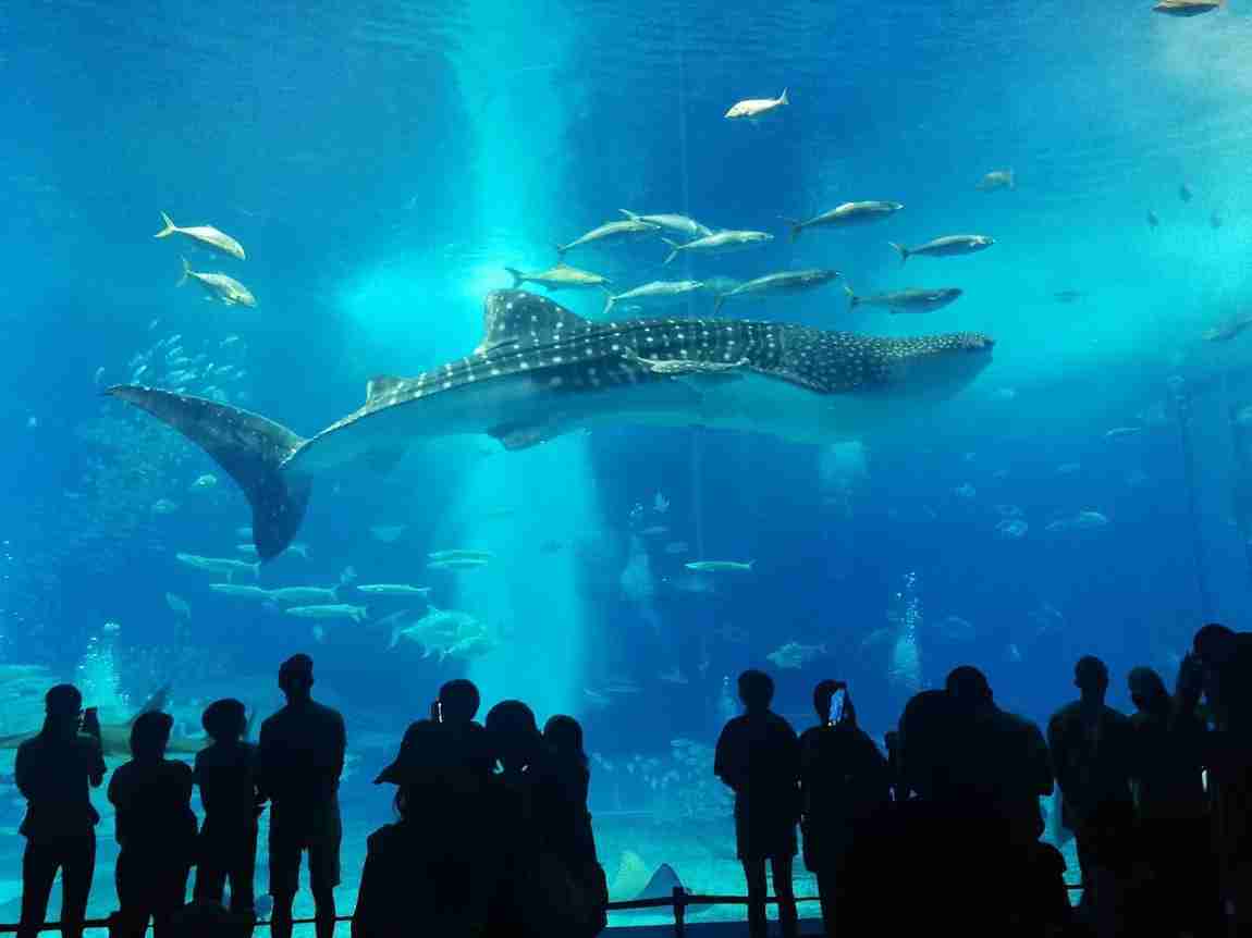 requins baleine Aquarium Churami Okinawa
