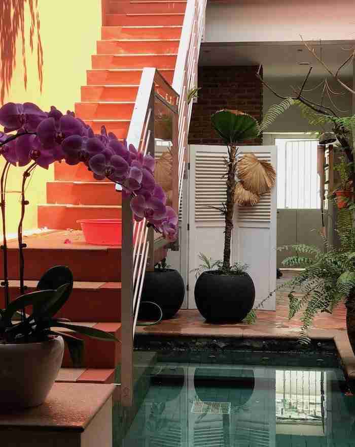 Le bassin, les poissons et la fraicheur