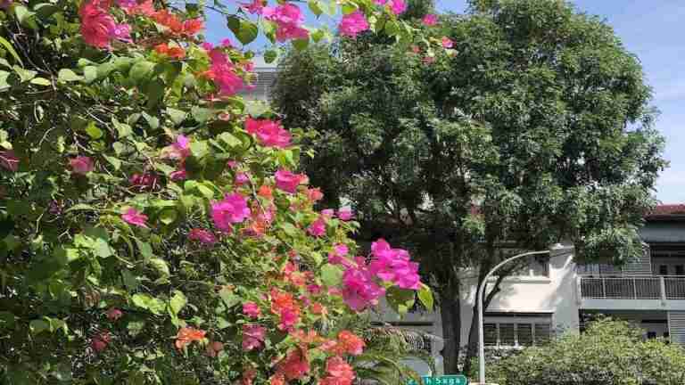 Habiter Holland Village