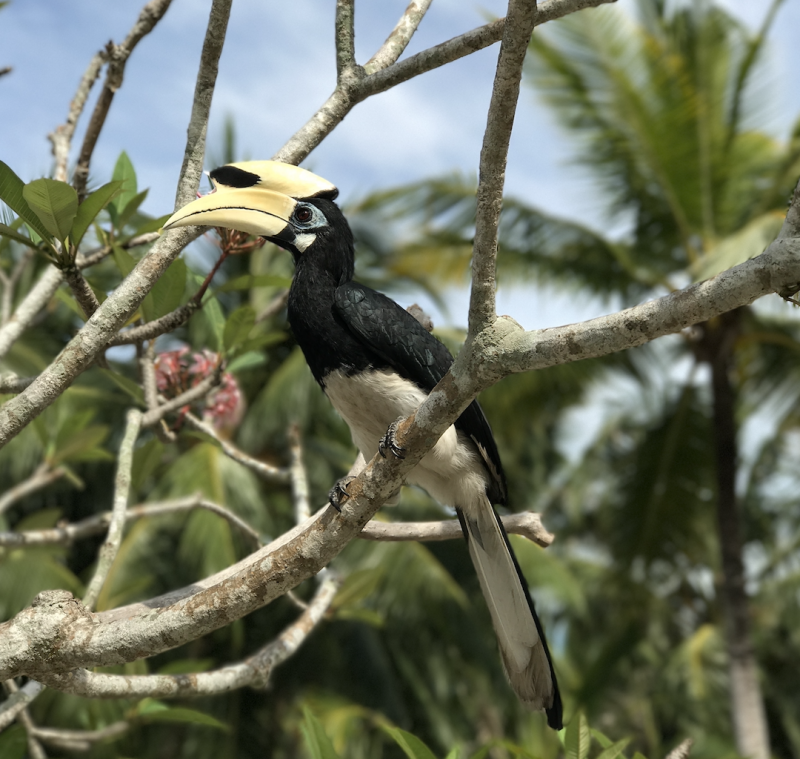 Calao pie à Singapour- image de Catalina Loh-Singapour Live