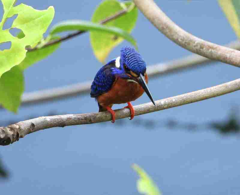 Martin-pecheur Singapour Live- Image de Catalina Loh