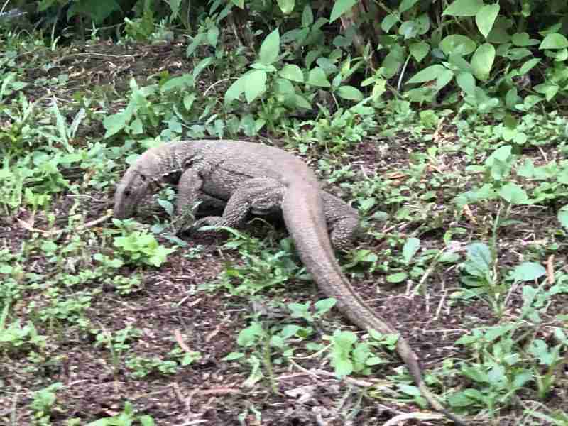 Varan à Singapour - Singapour Live