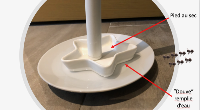 Technique anti-fourmis - Singapour Live