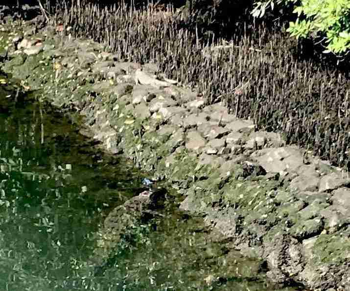 crocodile Sungei Buloh Reserve Singapour-Singapour live