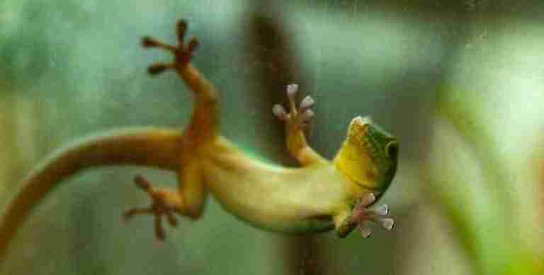 Les bestioles de Singapour