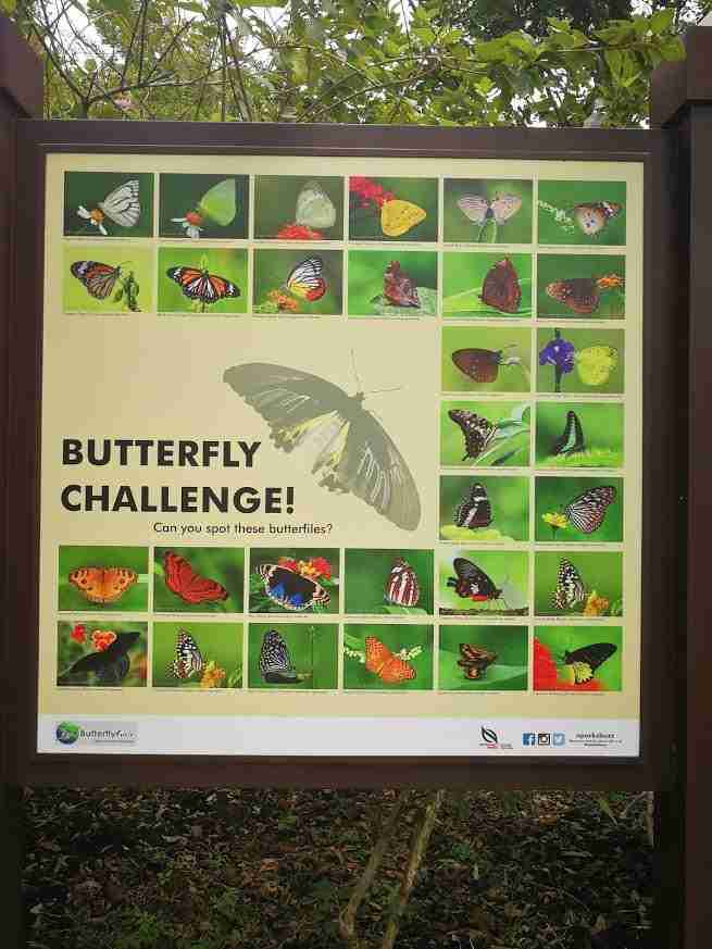 Butterfly challenge-Papillons à Pulau Ubin- Singapour- Singapour live
