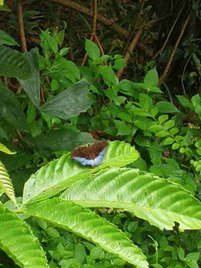 Pulau Ubin Singapour Papillon -Singapour live
