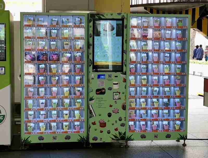 Singapour distributeur de cactus