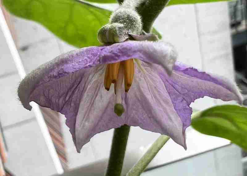 photo du fleur d'aubergine - jardinage balcon singapour