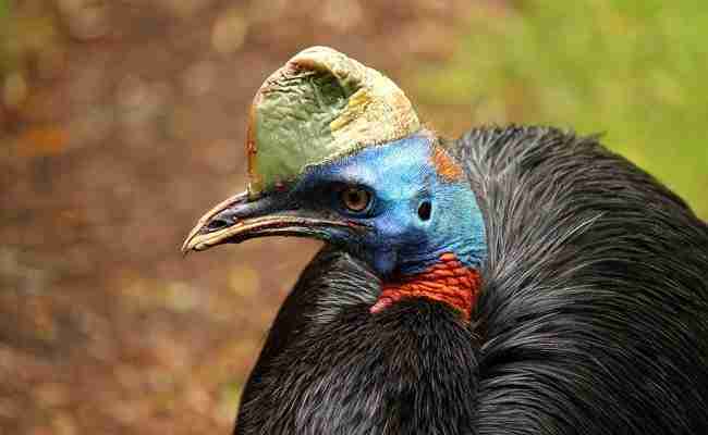 Casoar- oiseau Singapore bird park