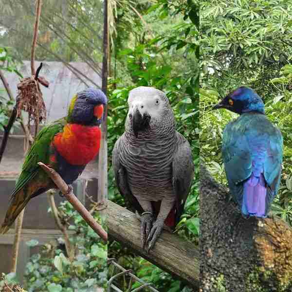 Oiseaux Singapore Bird Park